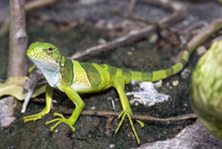 : Brachylophus fasciatus; Fijian Banded Iguana