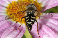 : Eupeodes volucris; Bird Hover Fly