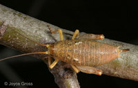 : Gammarotettix sp.; Chaparral Camel Cricket