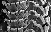 : Sinezona rimuloides; Rim Scissurelle