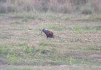 Red Junglefowl (Gallus gallus) 2004. december 16. Kohora, cultivated area