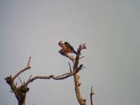 Collared Falconet (Microhierax caerulescens) 2005. január 10. Corbett Tiger Reserve (Dhikala)