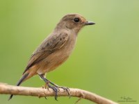 Pied Bushchat(Female) Scientific name - Saxicola caprata