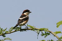 Woodchat Shrike