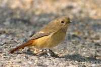 Daurian Redstart Female 北紅尾鴝