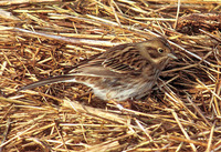 Tallsparv (Emberiza leucocephalos)