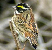 Yellow-browed Bunting Emberiza chrysophrys