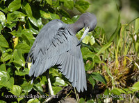 Photo of volavka modrošedá Egretta caerulea Little Blue Heron Garza Azul