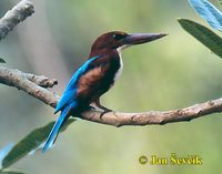 Photo of ledňáček hnědohlavý, Halcyon smyrnensis, White-throated Kingfisher, Braun Liest