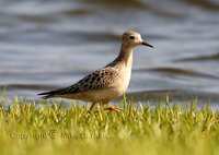 Buff-breasted Sandpiper (Tryngtes subruficolis)