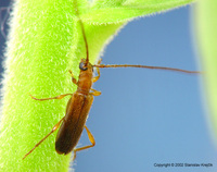 Obrium brunneum