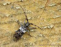 Pogonocherus fasciculatus