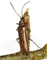 Calopus serraticornis