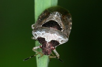 Eysarcoris venustissimus - Woundwort Shieldbug