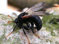 Cimbex femoratus
