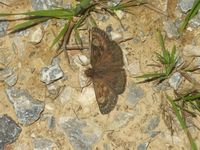 Erynnis tages - Dinky Skipper