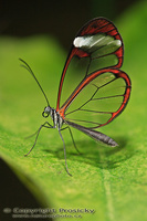 Greta nero - Nero Clearwing
