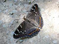 Limenitis populi - Poplar Admiral