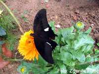 Papilio helenus - Red Helen