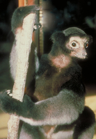 Milne-Edward's sifaka (Propithecus edwardsi)