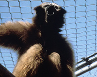 Western hoolock gibbon (Hoolock hoolock)