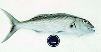 Aprion virescens, Green jobfish: fisheries, gamefish, aquarium