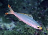 Pterocaesio pisang, Banana fusilier: fisheries, bait