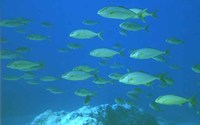 Seriola dumerili, Greater amberjack: fisheries, aquaculture, gamefish, aquarium