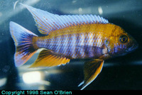 Aulonocara jacobfreibergi, Fairy cichlid: aquarium