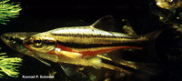 Phoxinus erythrogaster, Southern redbelly dace: