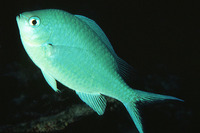 Chromis atripectoralis, Black-axil chromis: fisheries, aquarium