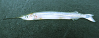 Hyporhamphus roberti roberti, Slender halfbeak: fisheries, bait