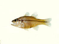 Apogon septemstriatus, :