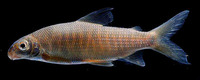 Distichodus hypostomatus, :