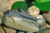 Corydoras nattereri, Blue corydoras: aquarium