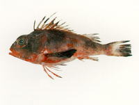 Neosebastes scorpaenoides, Ruddy gurnard perch: