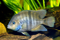 Cryptoheros sajica, : aquarium