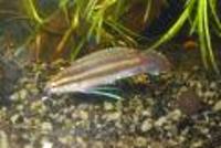 Parosphromenus paludicola, :