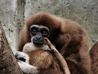 Image of: Hylobates lar (white-handed gibbon)