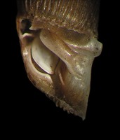 Balea biplicata