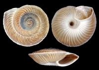 Canariella ronceroi