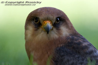 Falco vespertinus - Red-footed Kestrel