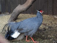 Crossoptilon auritum - Blue Eared-Pheasant