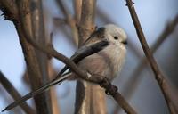 Aegithalos caudatus caudatus - Long-tailed Tit