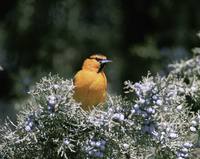 Icterus galbula - Northern Oriole