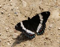 Image of: Limenitis arthemis (white admiral)