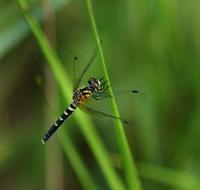 Image of: Nannothemis bella