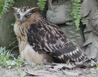 Ketupa ketupu - Buffy Fish Owl