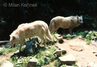 Canis lupus occidentalis - Northern Gray Wolf