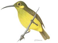 Image of: Arachnothera chrysogenys (yellow-eared spiderhunter)